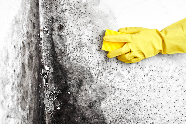 Best Residential Mold Removal  in Butner, NC