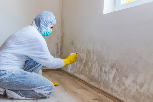 Mold Removal and Inspection in Butner, NC