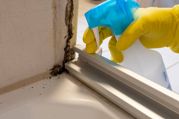 Best Emergency Mold Removal  in Butner, NC