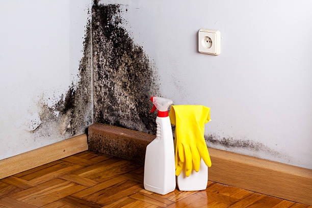Best Fast Mold Removal  in Butner, NC
