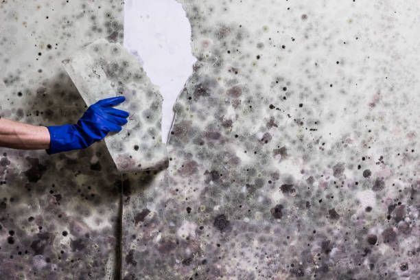 Best Mold Removal Near Me  in Butner, NC